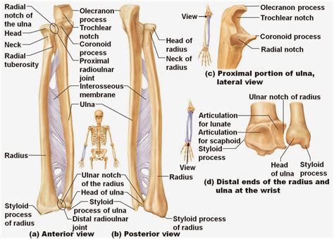 medical freak: THE SKELETON OF THE UPPER LIMB