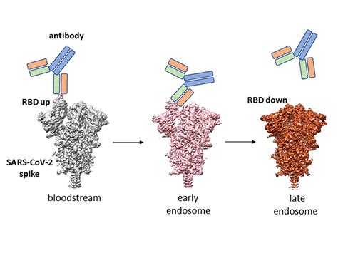 Coronavirus protein ‘shakes off’ some antibodies by changing shape ...