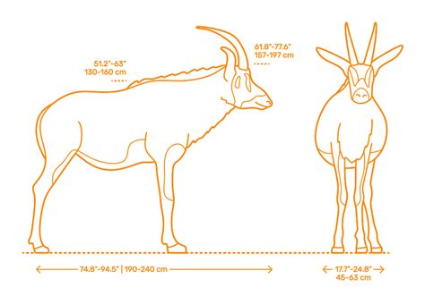 Roan Antelope (Hippotragus equinus) Dimensions & Drawings | Dimensions.com