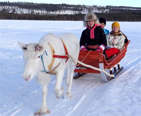 Reindeer from the Reindeer Lake Resort on Lake Puolamajärvi in Lapland ...