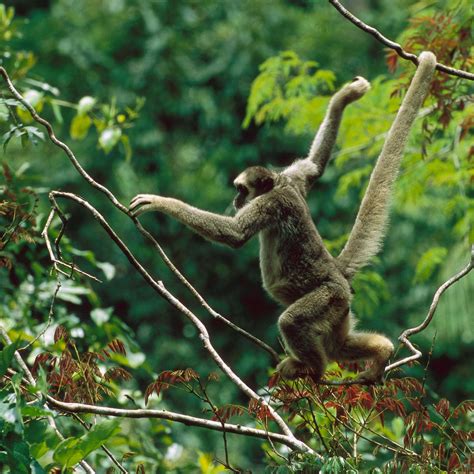 What Do Spider Monkeys Eat in the Amazon Rainforest? - Pet Food Guide