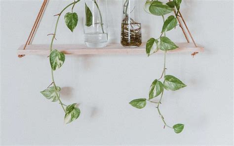 The Ultimate Guide to Choosing and Nurturing Vine House Plants