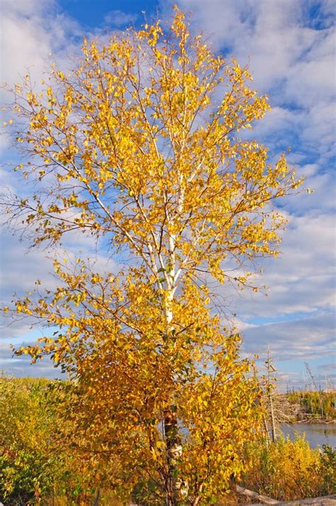 Birch Tree In Fall Colors Against A Blue Sky Stock Image - Image: 27255545