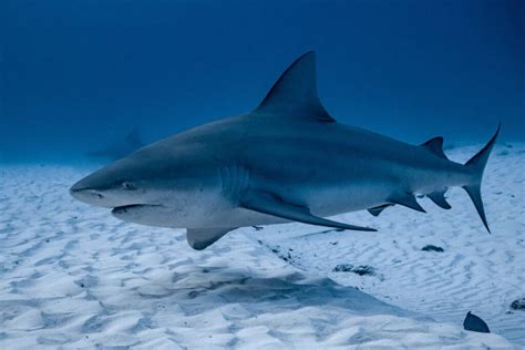 50 Unbelievable Facts About Bull Sharks: Ultimate Guide 2023
