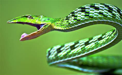 Green Vine Snake by Ravikanth Photography