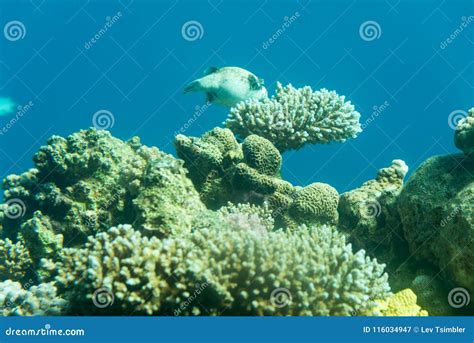 At Coral World Underwater Observatory in Eilat Stock Image - Image of reef, center: 116034947