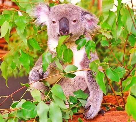 35 Fascinating Koala Facts For Kids - Teaching Expertise