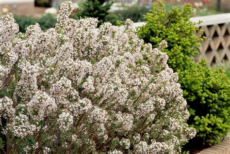 15 Blooming Evergreen Shrubs That Will Add Instant Color to Your Garden in 2020 | Evergreen ...