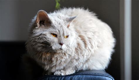 Crazy Cat Breeds In Our World - 3 Amazing Must Have Cats