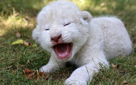 These incredibly rare white lion cubs are utterly adorable