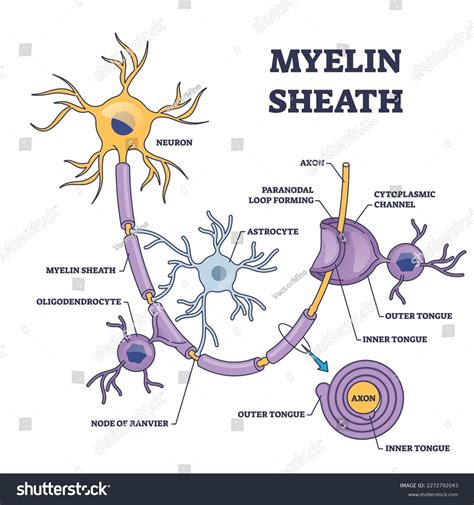 Myelin Sheath Layer Axon Nerve Detailed Stock Vector (Royalty Free ...