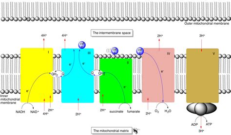 Oxidative Phosphorylation Diagram