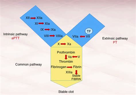 1 The coagulation cascade with its intrinsic and extrinsic pathway ...