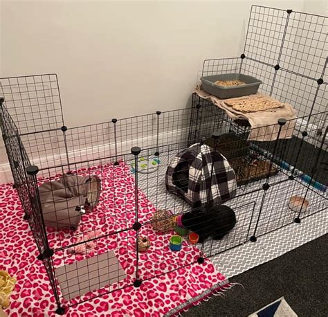 Indoor Rabbit Cage Setup for Happy & Healthy Bunnies