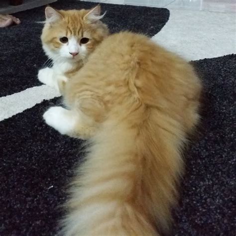 Maine Coon + Persian Kitten Sold - 6 Years 7 Months, Handsome Mix Mainecoon Male from Serdang ...