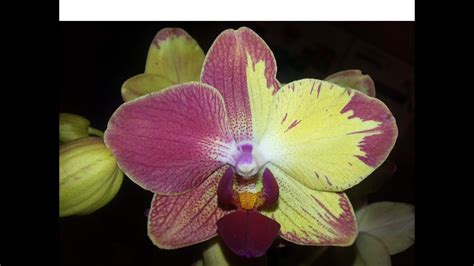 gousicteco: Orchid Phalaenopsis Colors Images