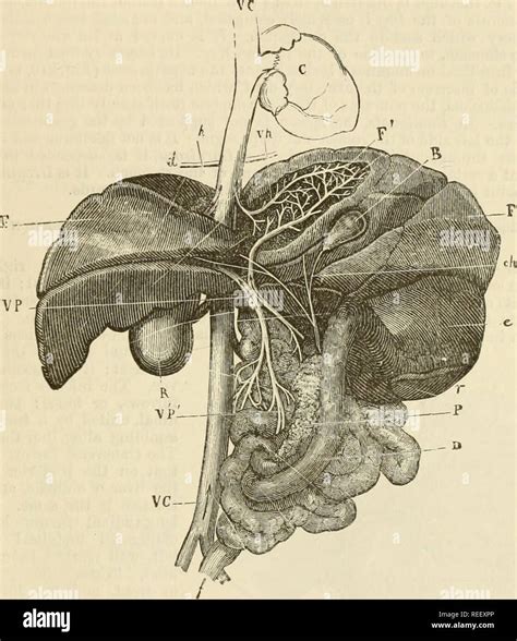 Ductus Choledochus High Resolution Stock Photography and Images - Alamy