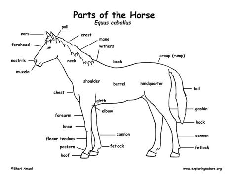 Horse anatomy, Horse lessons, Horse therapy