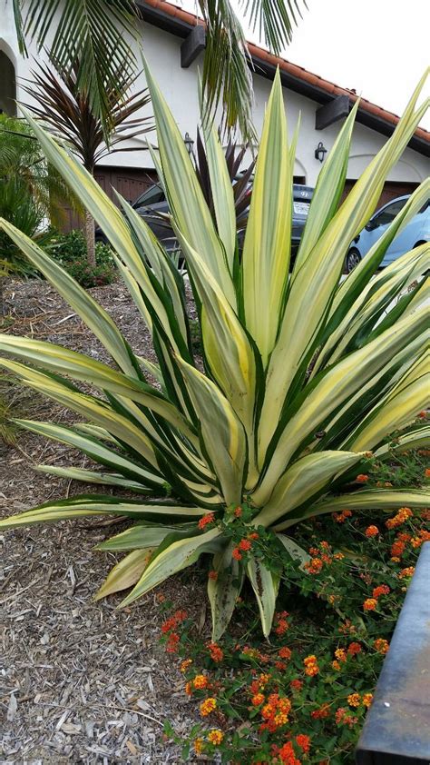 Furcraea foetida ‘Medio-picta’ - Everde Growers