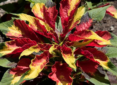 Amaranthus Tricolor Perfecta | Planting flowers, Most beautiful flowers ...