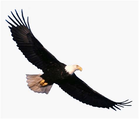 Bald Eagle Flying Png Image - Transparent Eagle Flying Png, Png ...