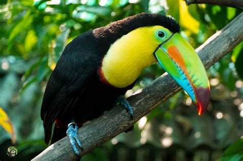 Donate to Toucan Rescue Ranch in 2021 | Donate, Toucans, Crowdfunding ...