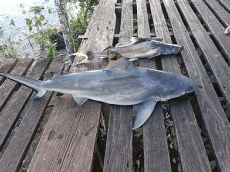 Young of the year female Carcharhinus leucas and Blachyplastytoma ...