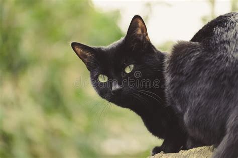 644 Cat Looking Over Shoulder Stock Photos - Free & Royalty-Free Stock Photos from Dreamstime