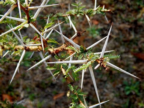 Acacia Thorn Tree by Caroline Street on YouPic