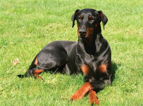 Doberman Pinscher – an elegant dog | DinoAnimals.com