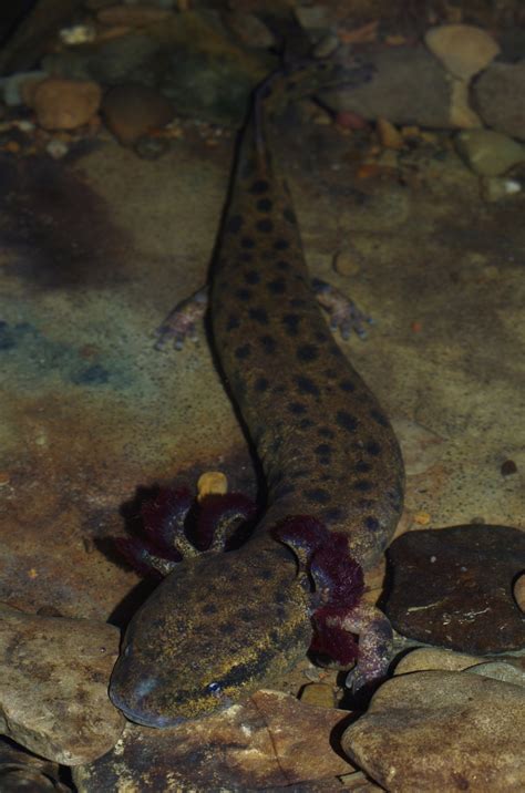 Mudpuppy (Necturus maculosus) - Amphibians and Reptiles of South Dakota