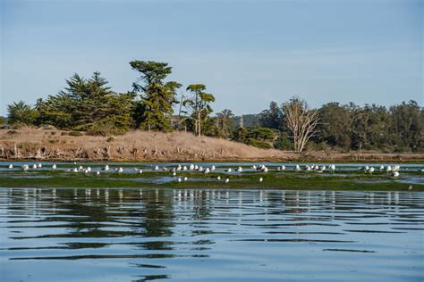 Kayaking in Elkhorn Slough