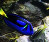 Dory - Description, Habitat, Image, Diet, and Interesting Facts