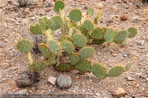 Succulent hunting in the Arizona desert