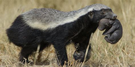 Honey Badger: A Complete Guide To The African Honey Badger