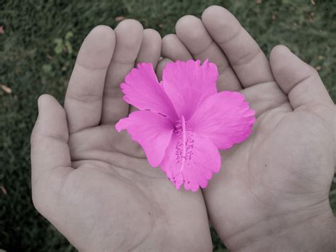 Flower In Hands Free Stock Photo - Public Domain Pictures