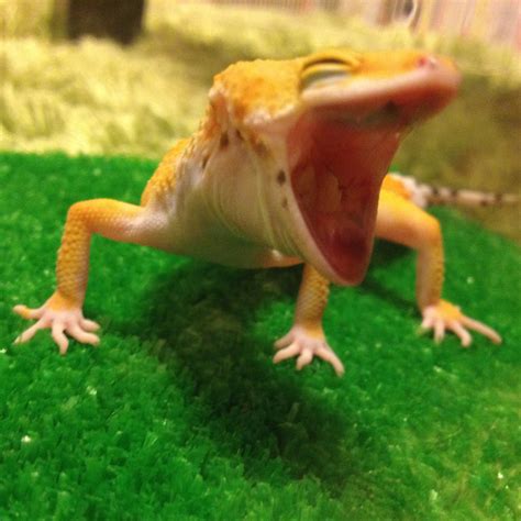 Cute Leopard Gecko Smiling | Wallpapers Gallery