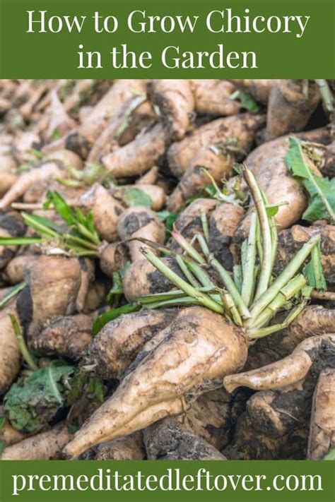 How to Grow Chicory in the Garden from Seed or Seedlings