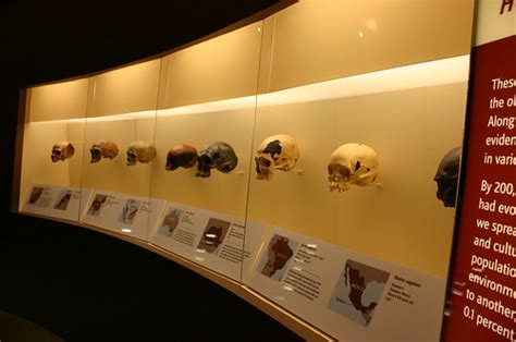 Homo Sapiens Skulls | Taken at the David H. Koch Hall of Hum… | Flickr