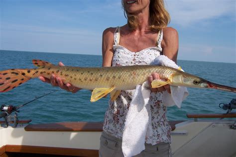 Master Angler Longnose Gar Pike and a limit of walleyes. Yowza !!! | Michigan Sportsman - Online ...