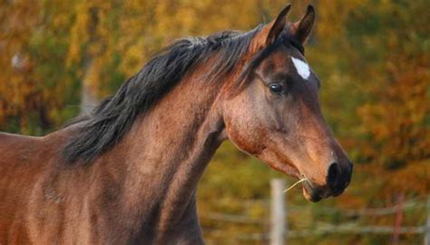 70+ Thoroughbred Horse Names - Male & Female - Equine Desire