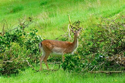 Wildlife in the Slieve bloom Mountains | Bloom, Wildlife, Open air