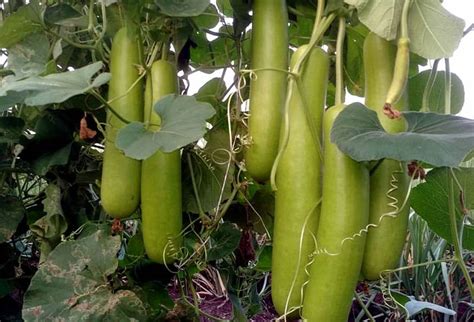 Bottle Gourd Cultivation Guide, Bottle Gourd Cultivation in India, Complete Bottle Gourd ...