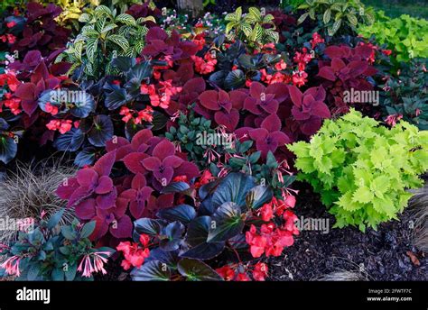 flower bed, mixed colors, begonias, coleus, fuchsia, shade plants, colorful, nature ...