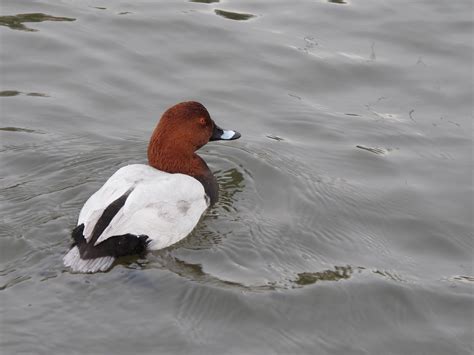 The Rattling Crow: The Common Pochard