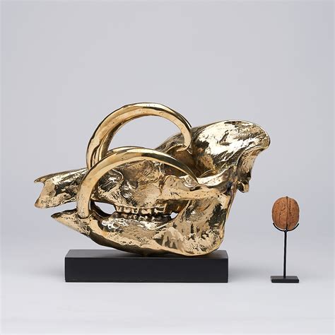 A Babirusa skull in polished bronze by J Richmond