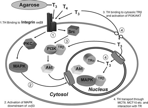 Thyroid hormone receptors in a standard cell type and the different... | Download Scientific Diagram