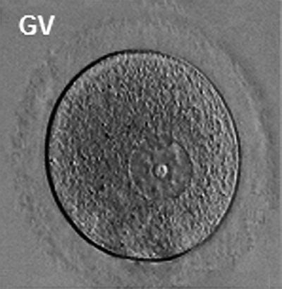 Oocyte Development - Embryology