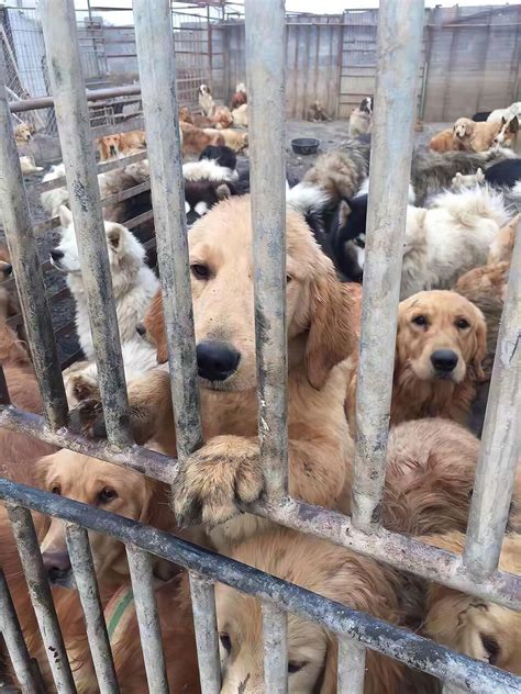 60 Dogs Rescued from China's Dog Meat Trade Need Your Help to Find ...