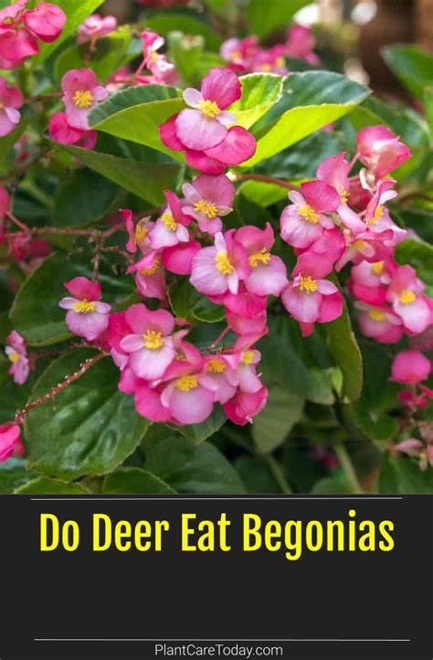 Do Deer Eat Begonias Flowers and Plants?